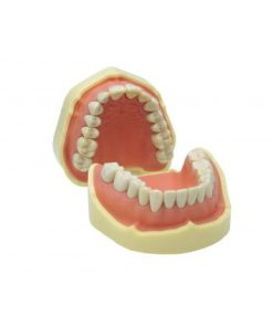 Mandíbula para modelos de estudio