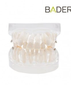 Modelo dental para práctica de ortodoncia