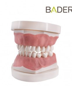 Tipodonto infantil AK6 Bader con placa base